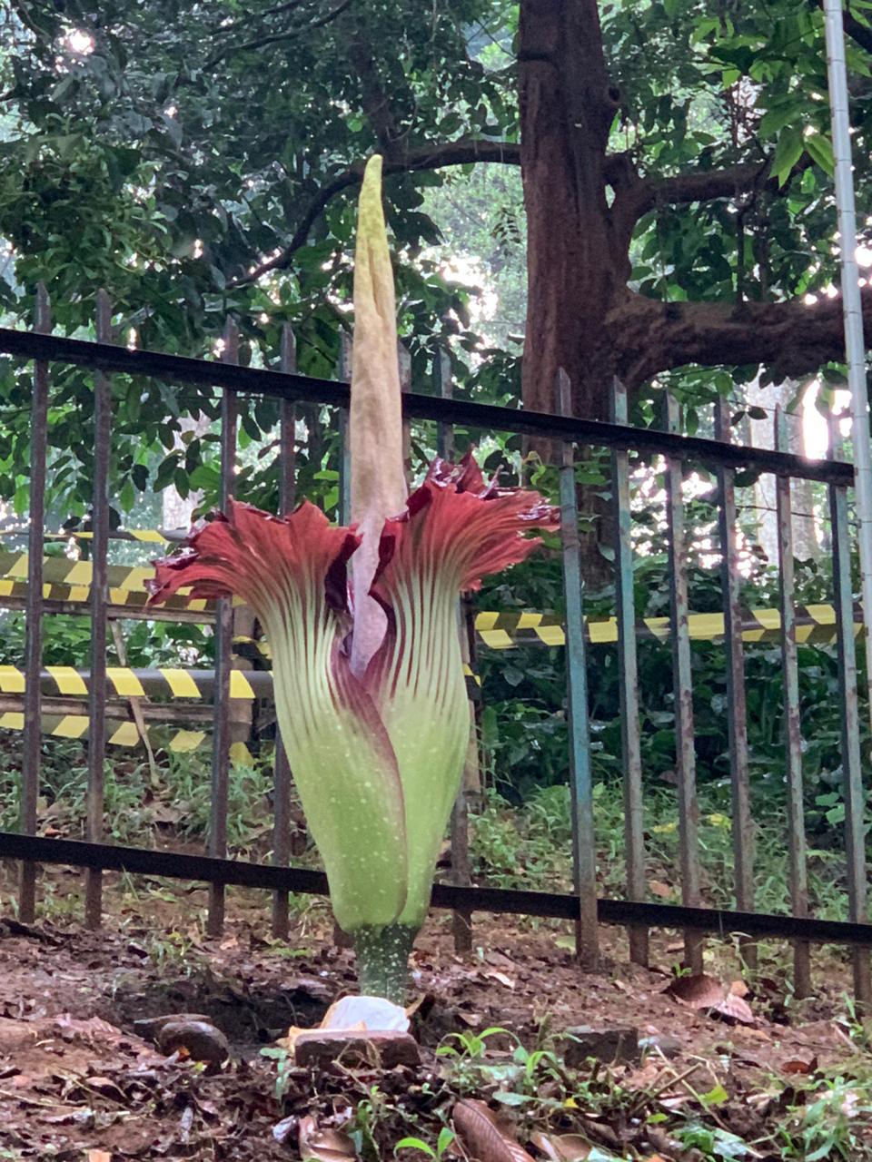 Bunga Bangkai Mekar Di Kebun Raya Bogor Hari Ini 